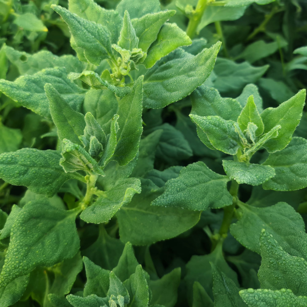 Neuseeländer Spinat