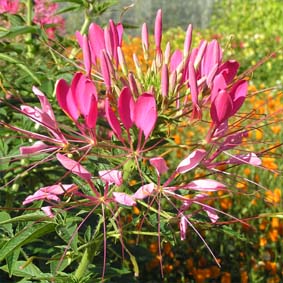 Spinnenblume