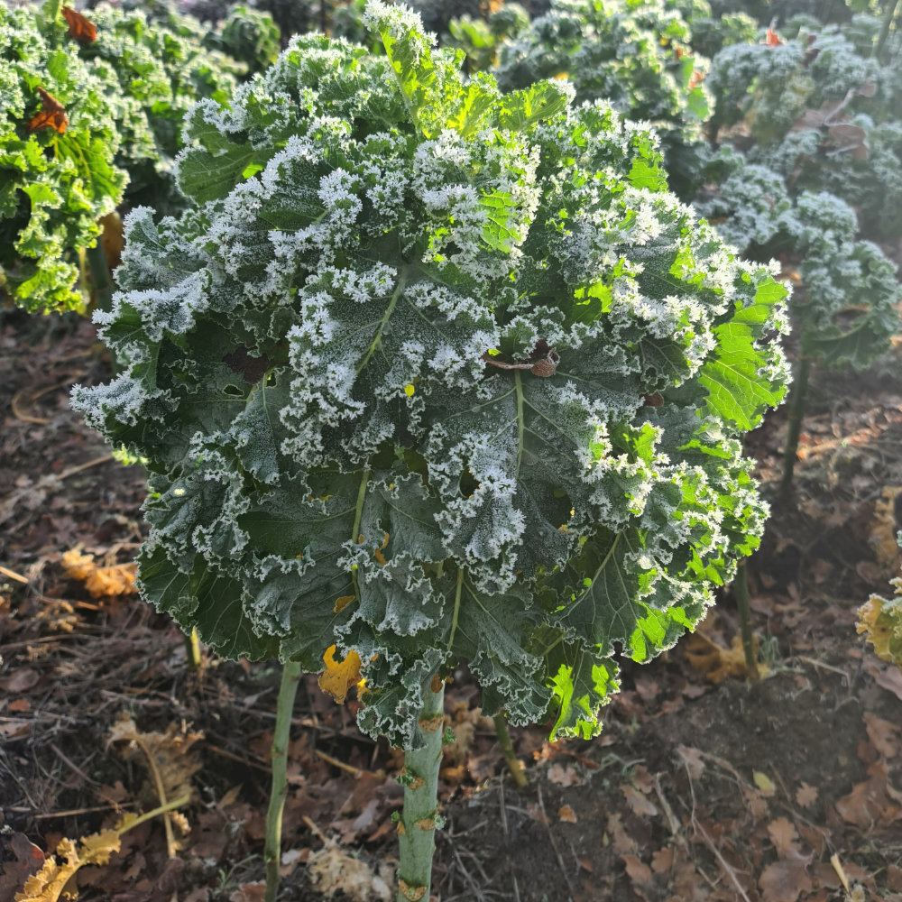 Grünkohl Ostfreeske Groenkohl