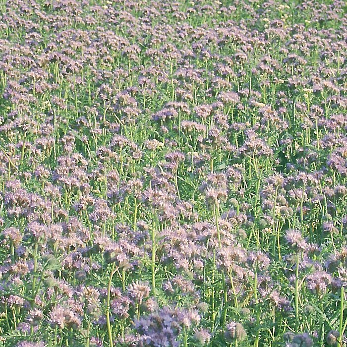 Phazelia Hohe Feinblättrige (10 m²)