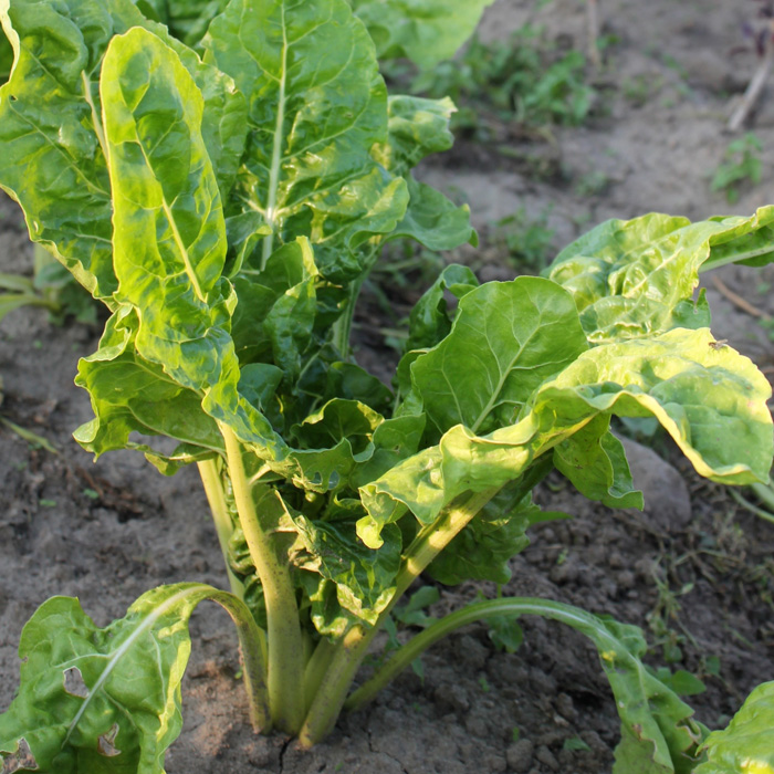 Schnittmangold Hunsrücker Schnitt