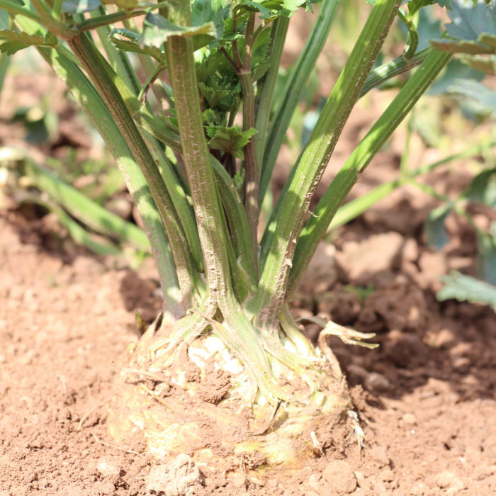 Knollensellerie Hochdahler Markt