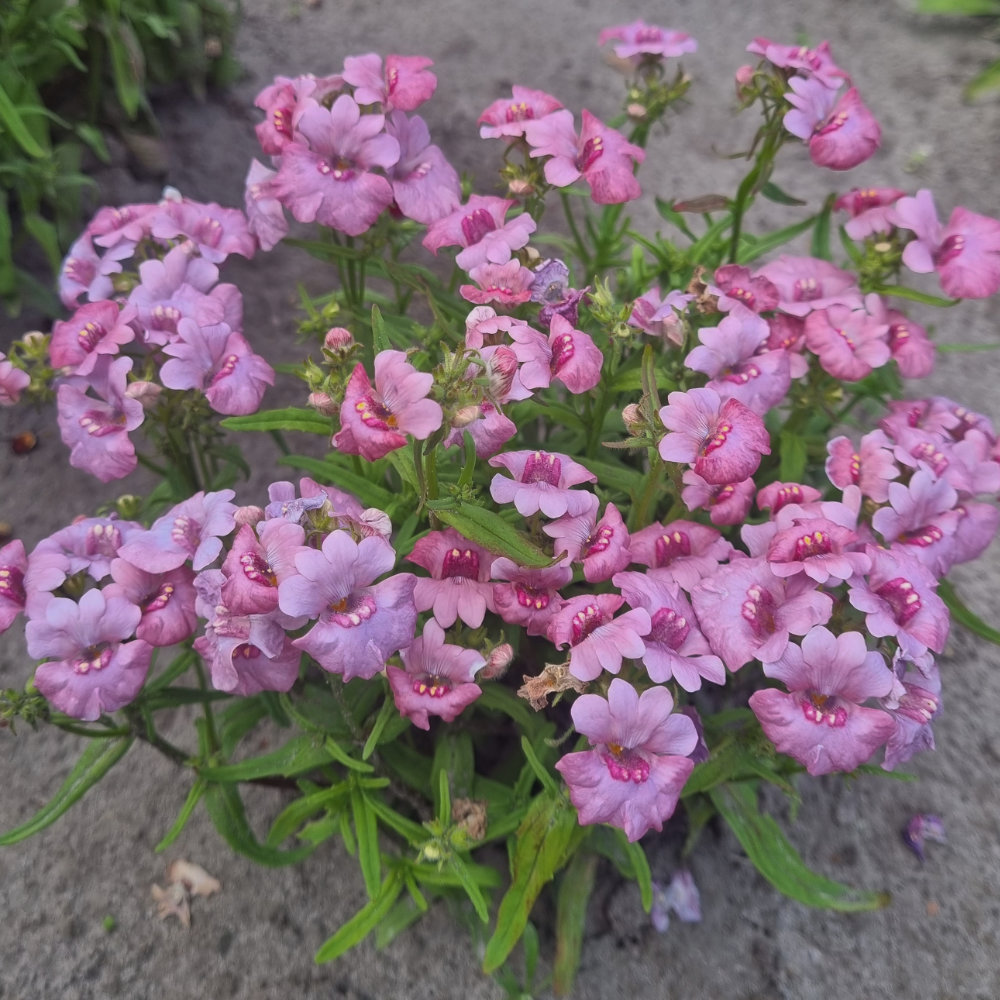 Elfenspiegel