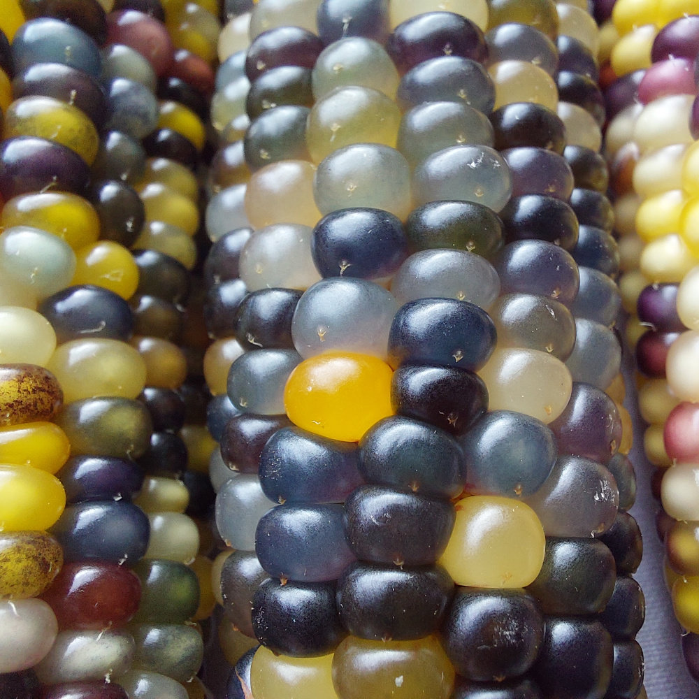 Bunter Popp-Mais Color Pearls