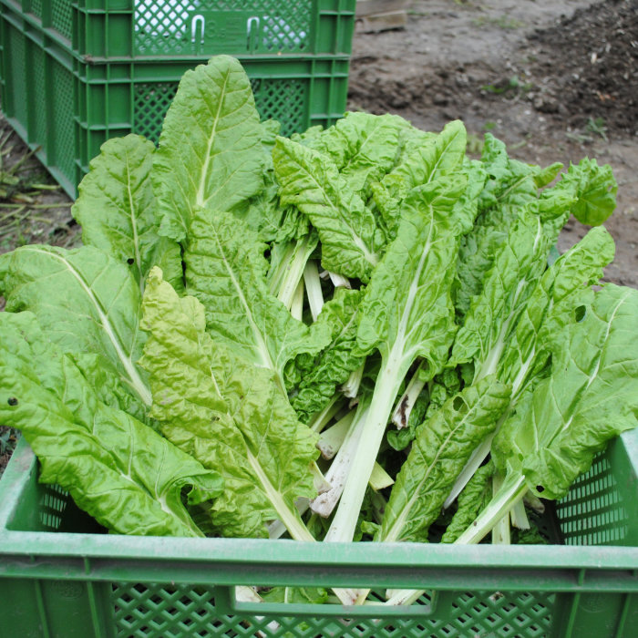 Schnittmangold Gelber Bündner