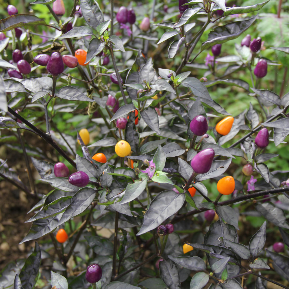 Chili Lila Luzi