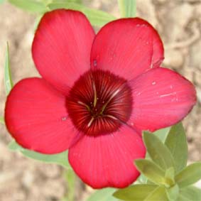 Roter Lein