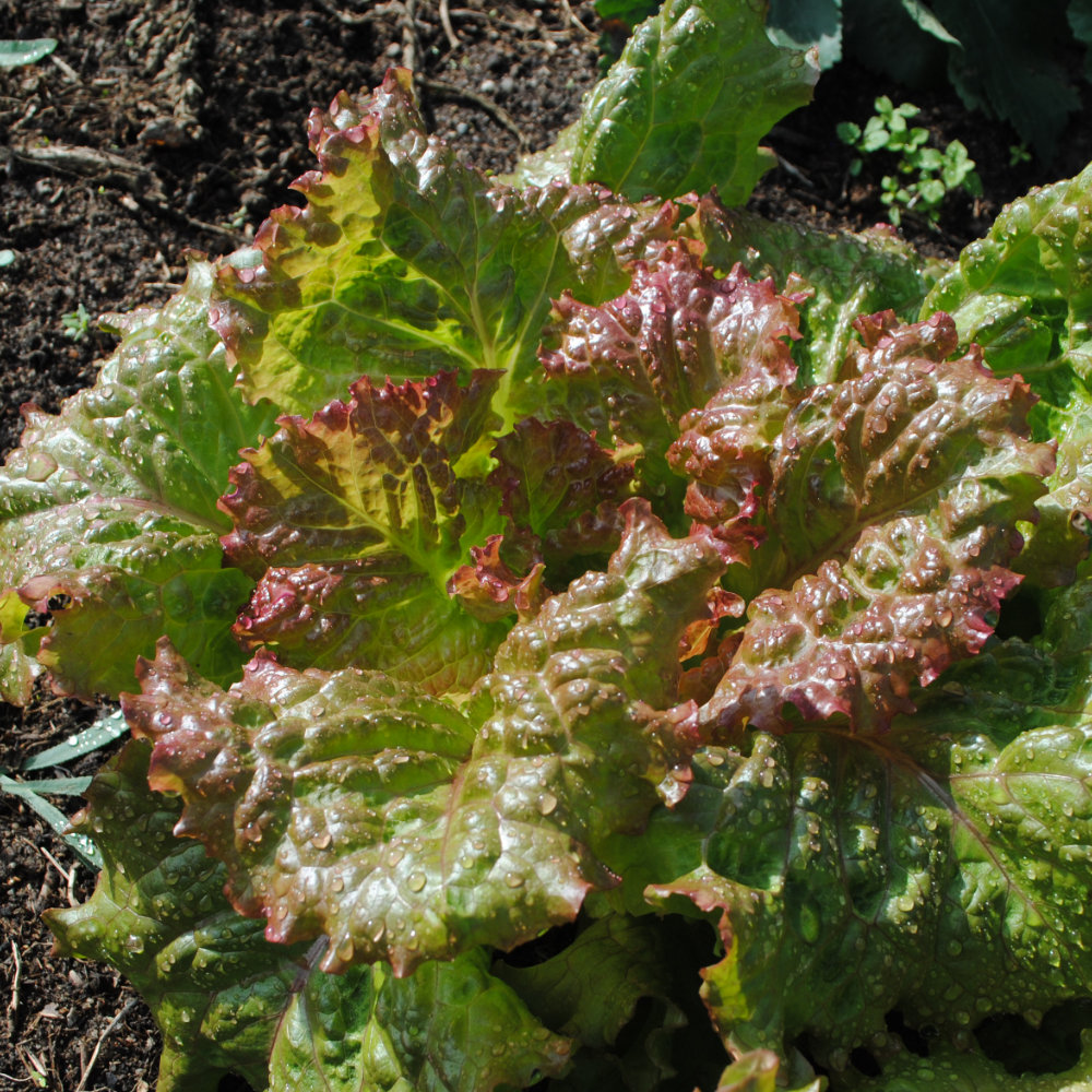 Schnittsalat Rossa Friulana