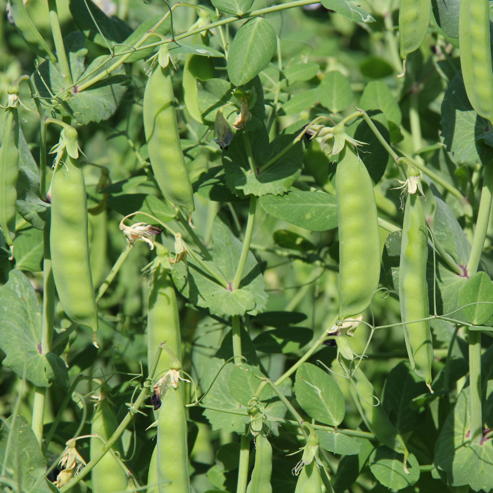 Zuckererbse Graue Buntblühende (Grijze Roodbloeiende)