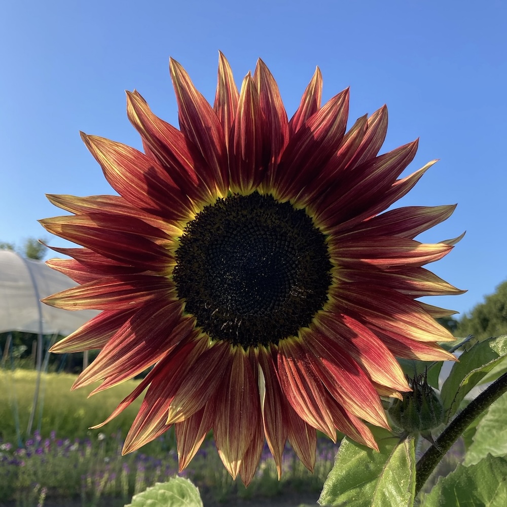 Sonnenblume, rote Mischung