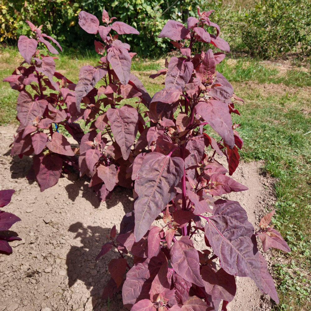 Gartenmelde Vollrot