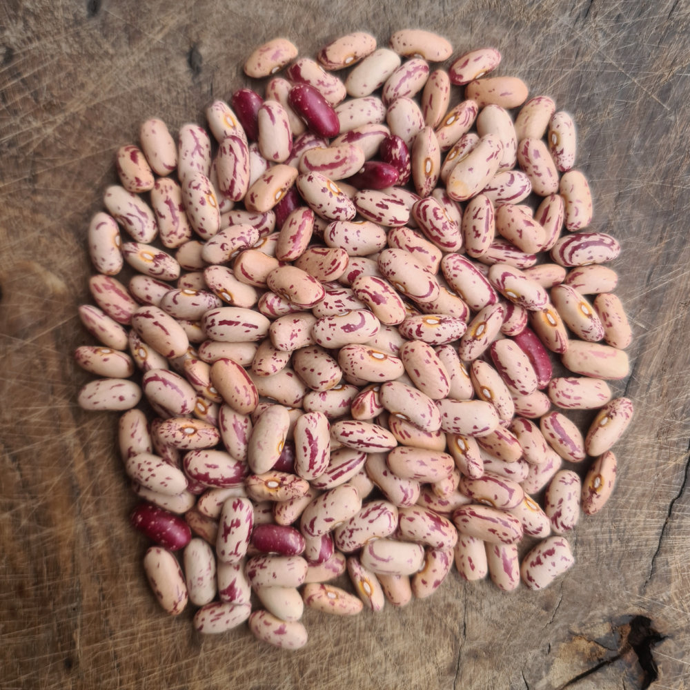 Trockenbohne Bunte Hartschielen