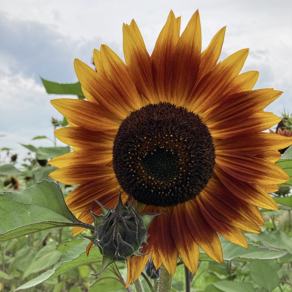 Sonnenblume, rote Mischung