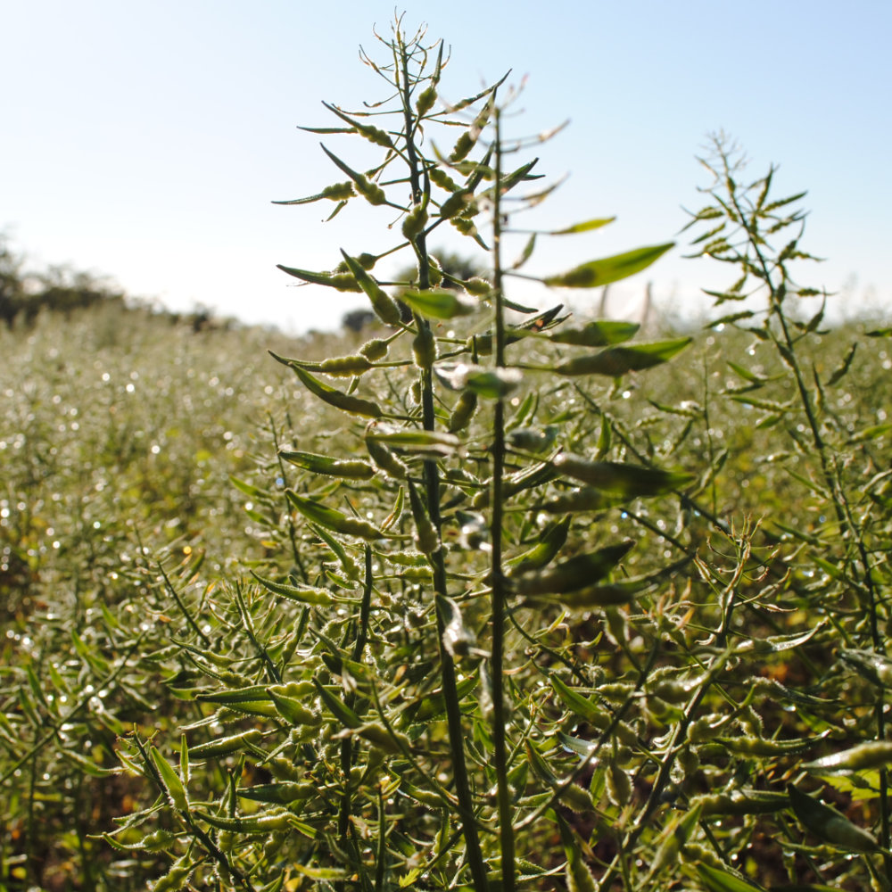 Gelbsenf Mustang (40 m²)