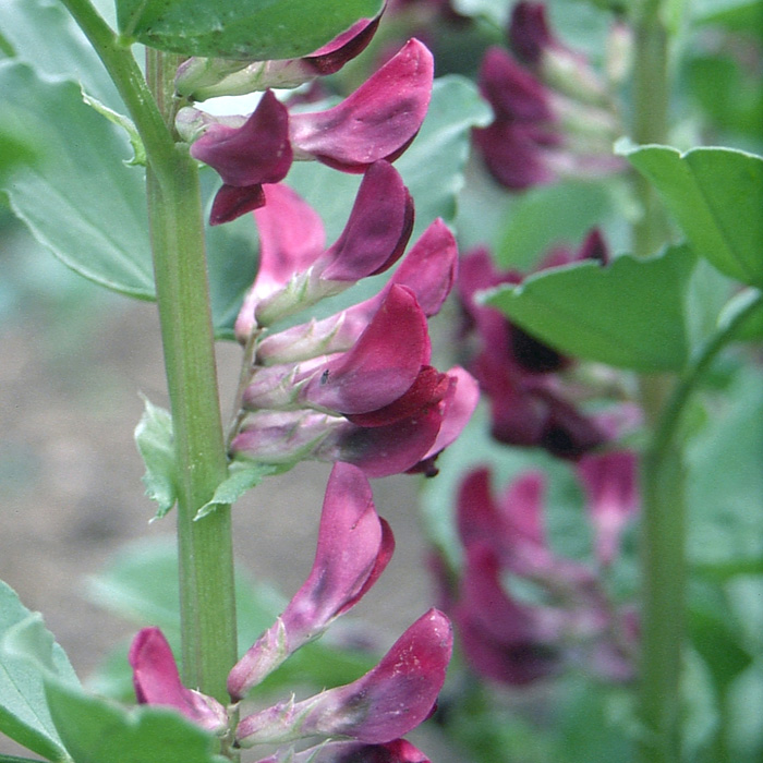 Puffbohne Crimson Flowered