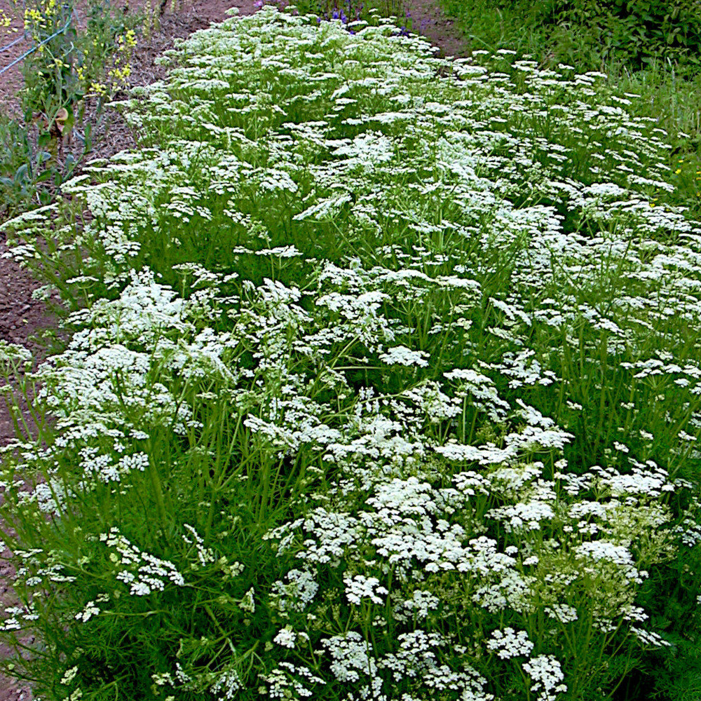 Kümmel