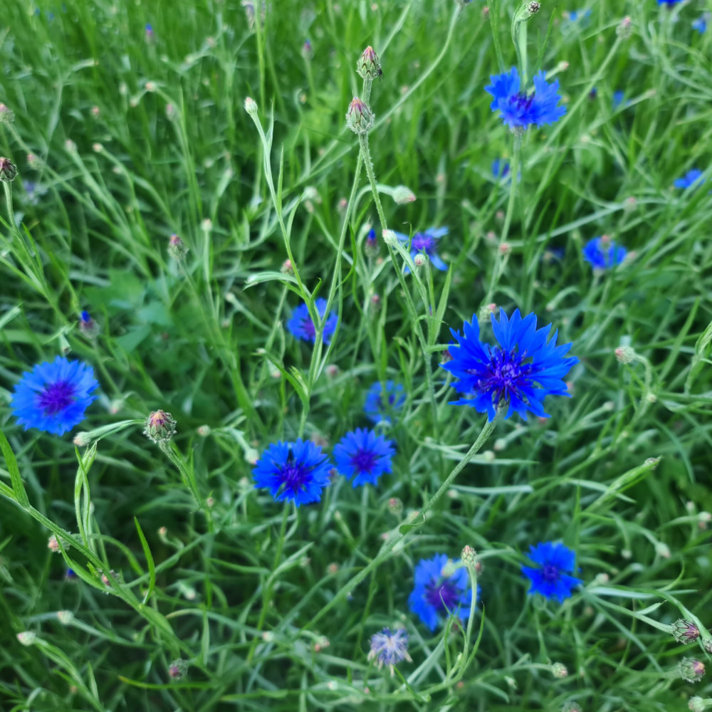 Kornblume, blau