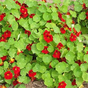 Kapuzinerkresse Rote, vorwiegend buschig