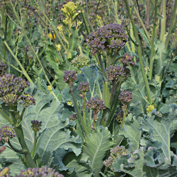 Winterbrokkoli Sprouting Farbmischung