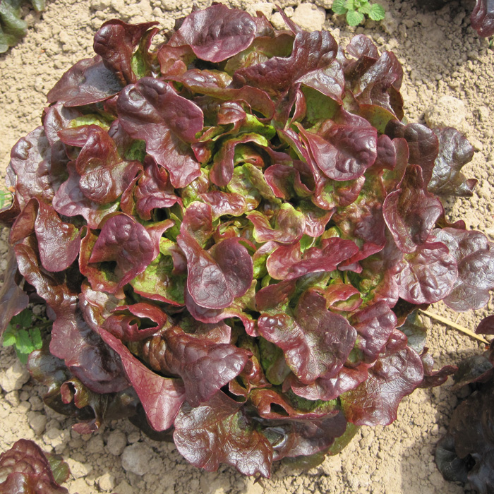 Eichblattsalat Bolchoï