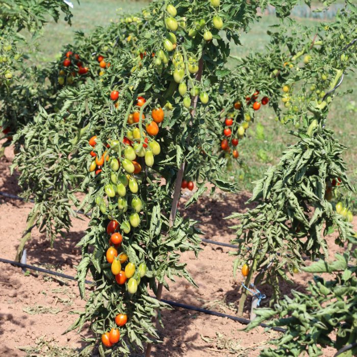 Cocktailtomate Celsia