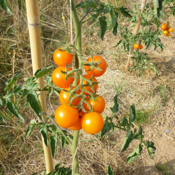 Cocktailtomate Petit Mandarin