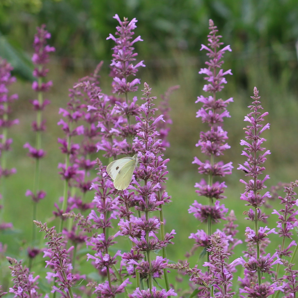 Zitronen-Agastache