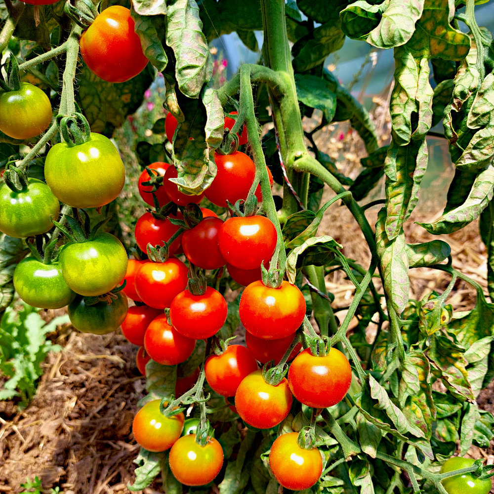 Cocktailtomate Vesennij Mieurinskij