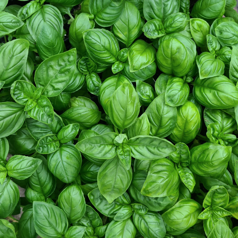 Basilikum Genoveser