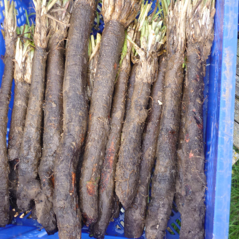 Schwarzwurzel Hoffmanns Schwarze Pfahl