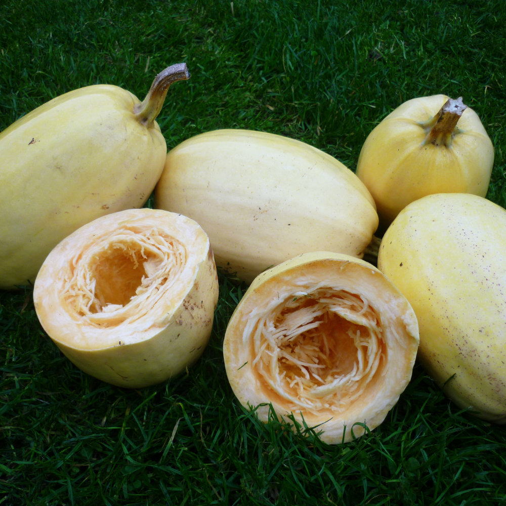 Gartenkürbis Spaghetti-Kürbis, Vegetable Spaghetti