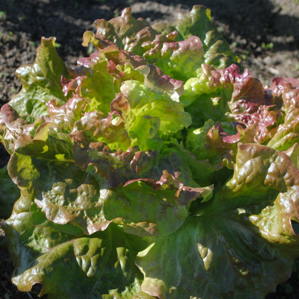 Eissalat Rosso di Trento