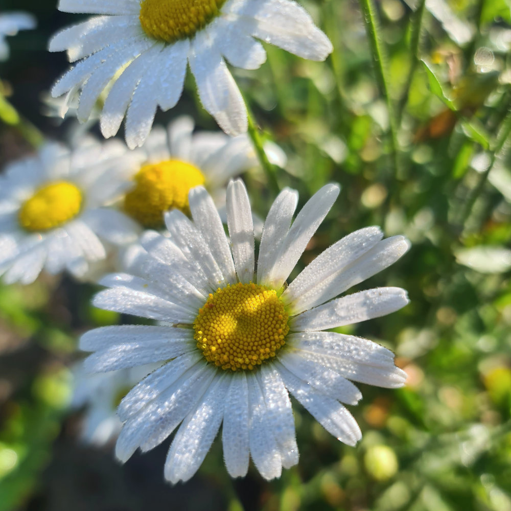 Wilde Margerite