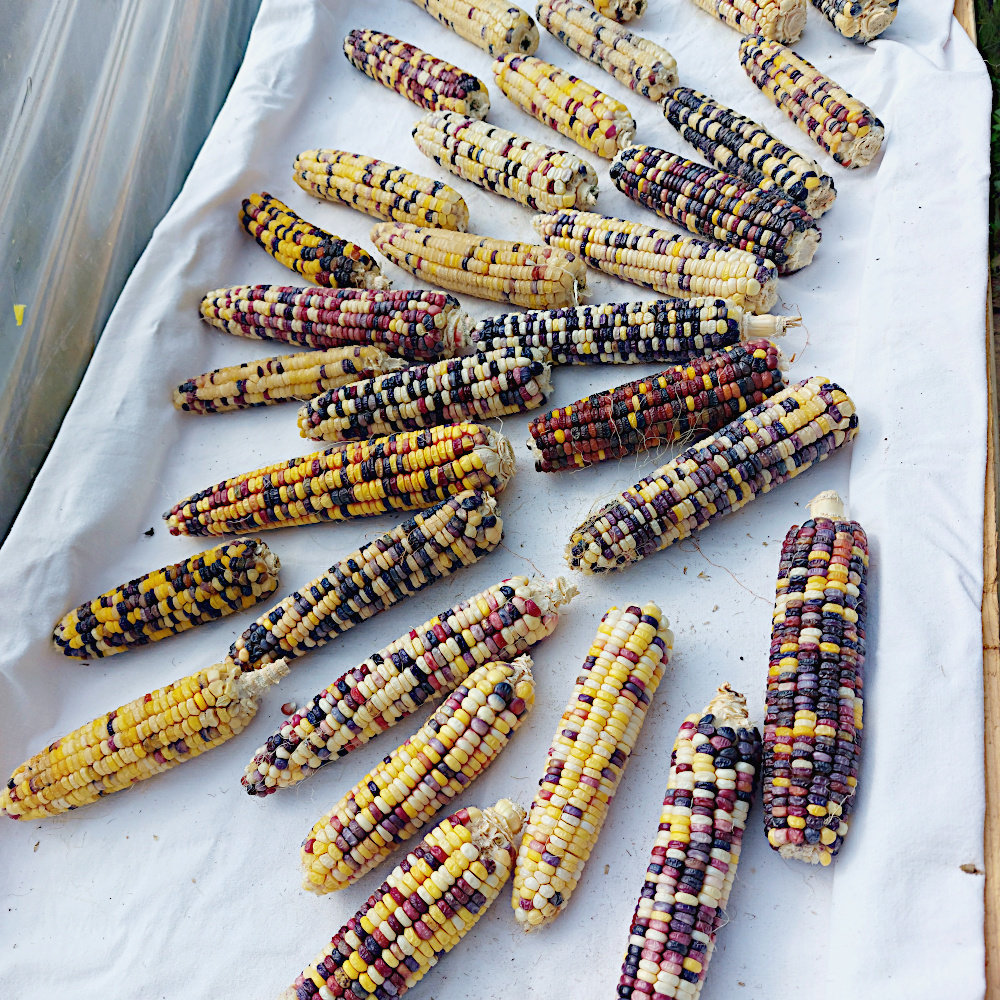 Bunter Zuckermais Rainbow