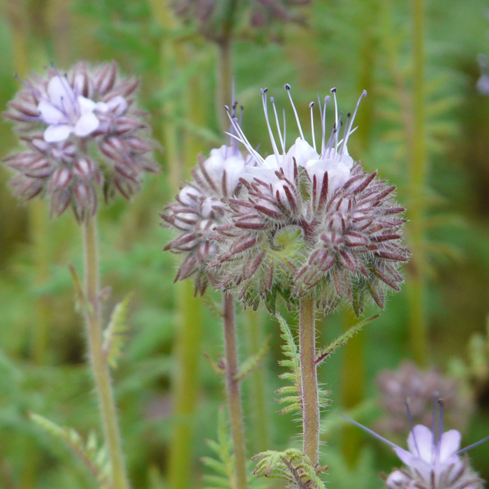 Phazelia Hohe Feinblättrige (10 m²)
