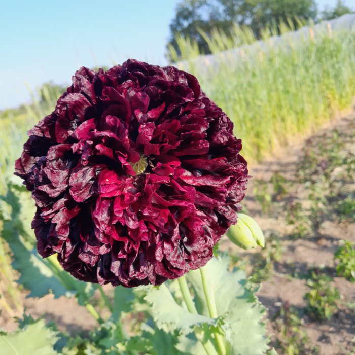 Päonien-Mohn, schwarz