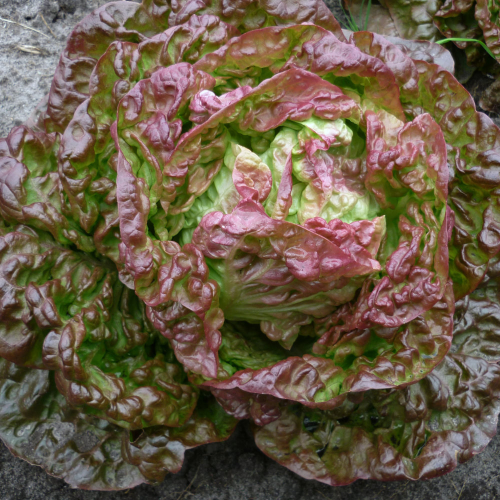 Kopfsalat Merveille des quatre saisons