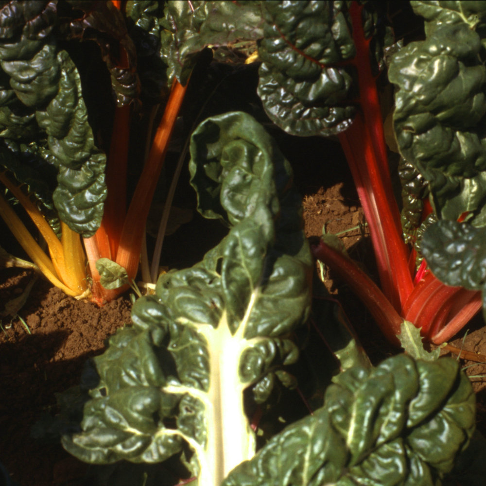 Mangold Bright Lights