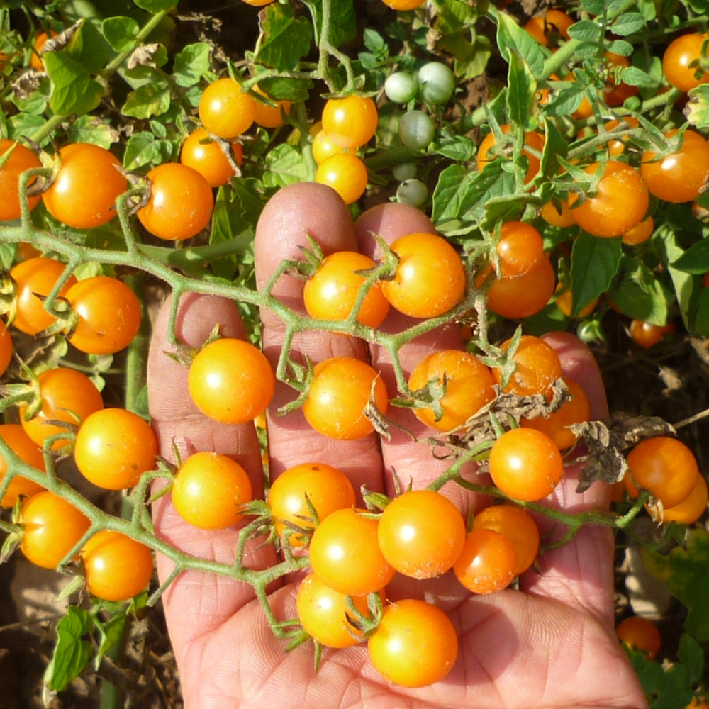 Wildtomate Johannistraube, Johannisbeertomate