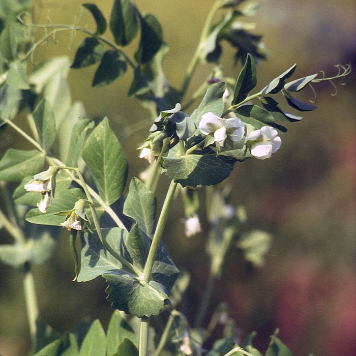 Palerbse Allerfrüheste Mai