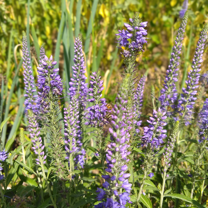 Blauweiderich, Langblättriger Ehrenpreis