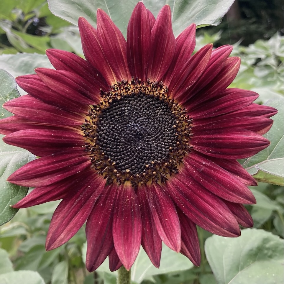 Sonnenblume, rote Mischung