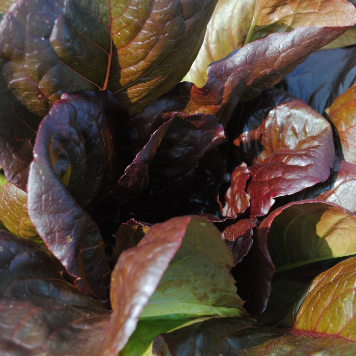 Römersalat Red Cos