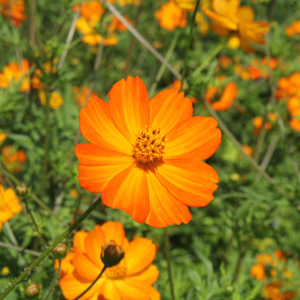 Cosmea Orange, Schwefelcosmea
