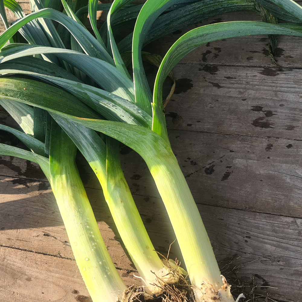 Porree Blaugrüner Winter