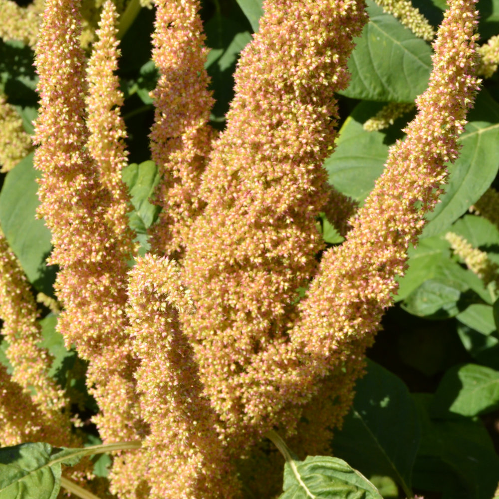 Popp-Amaranth Alegria