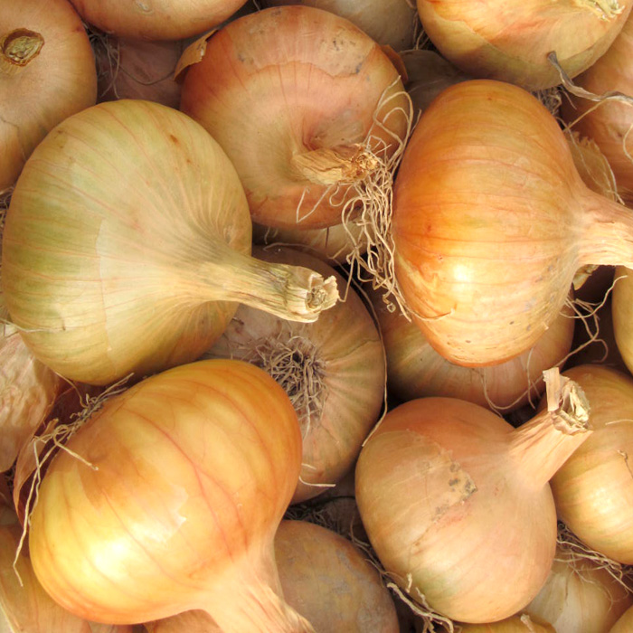 Saatzwiebel Stuttgarter Riesenfreude 