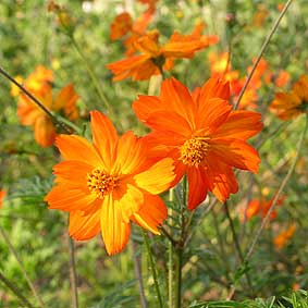 Cosmea Orange, Schwefelcosmea