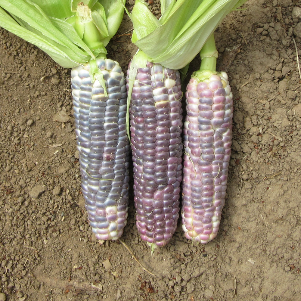 Lila Zuckermais Hooker's Sweet