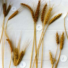 Evolutionsreihe Weizenvielfalt